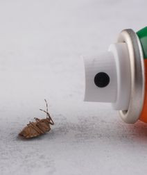 Insektitsiidid